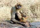 動物図鑑・ジェフロイクモザルの写真 12